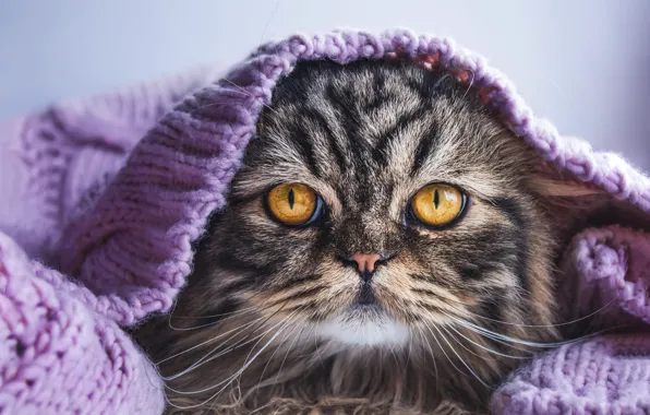 Кошка, кот, взгляд, сиреневый, портрет, шарф, мордашка, полосатый