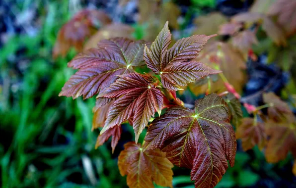 Autumn, leaf, plant