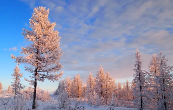 Картинка зима, небо, снег, деревья