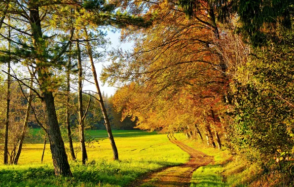 Картинка осень, лес, трава, солнце, деревья, поляна, желтые, зеленая