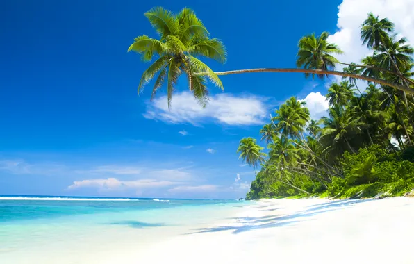 Песок, море, пляж, лето, небо, пальмы, summer, beach