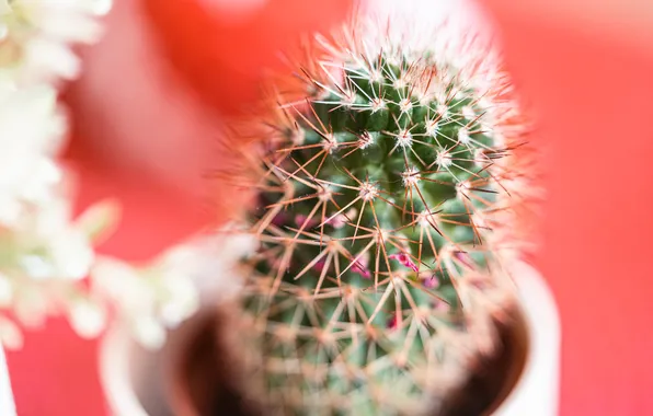 Plant, cactus, pot