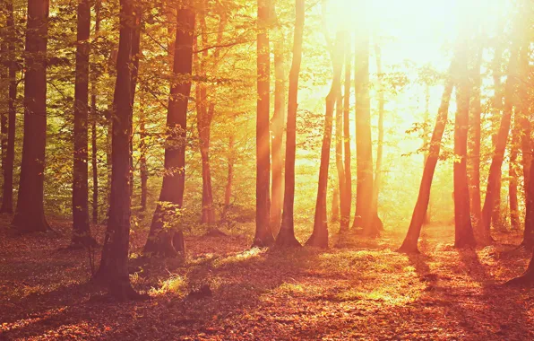 Картинка осень, лес, трава, листья, солнце, свет, деревья, природа