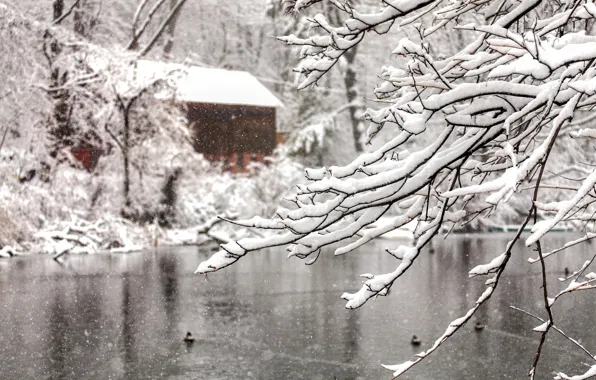 Картинка зима, вода, снег, деревья, снежинки, ветки, природа, озеро