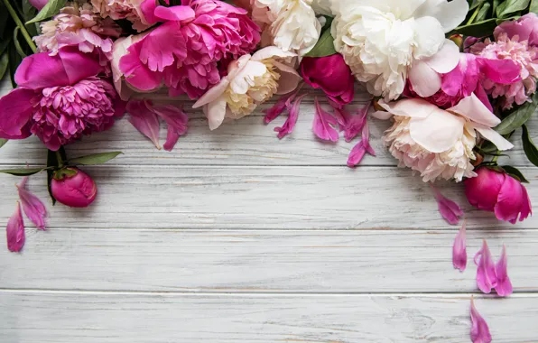 Цветы, розовые, wood, pink, flowers, пионы, petals, peonies