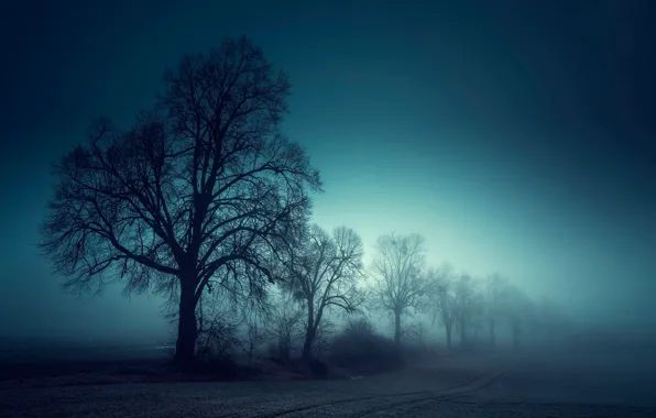 Поле, деревья, туман