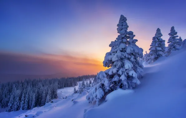 Картинка зима, лес, снег, деревья, закат, ели, склон, сугробы