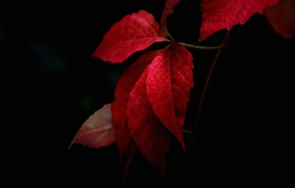 Картинка осень, листья, природа, багрянец