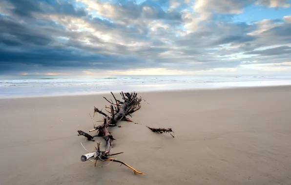 Море, деревья, пейзаж