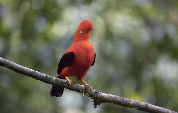 Forest, bird, branch, wildlife, cock-of-the-rock
