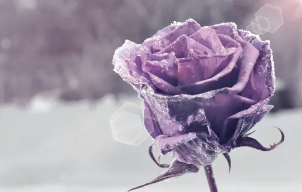 Картинка цветок, фиолетовый, снег, цветы, фон, widescreen, обои, wallpaper