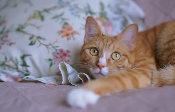 Кошка, кот, взгляд, лапы, рыжий, постель, лежит, мордашка