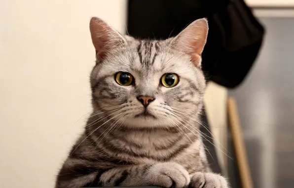Картинка кошка, глаза, кот, взгляд, серый, зеленые, полосатый, смотрит