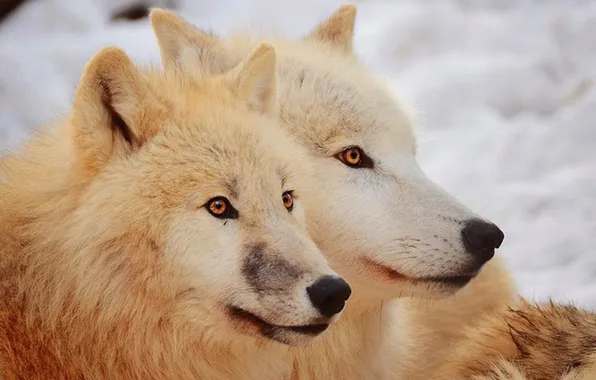 Nature, snow, predator, face, animal, wolf, wildlife, portrait