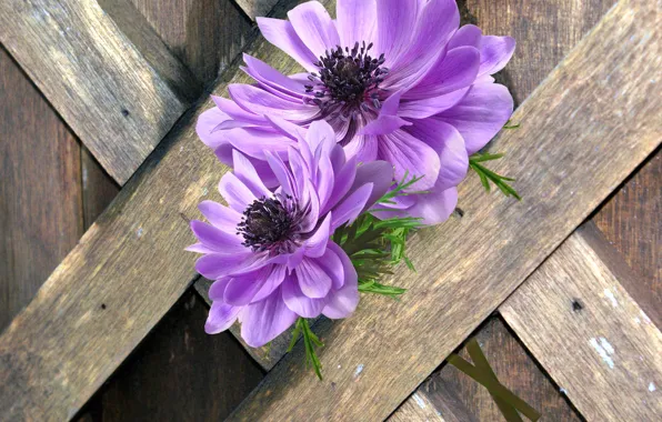 Flower, garden, petals, peonie