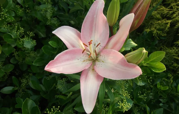 Картинка Макро, Macro, Розовая лилия, Pink lily