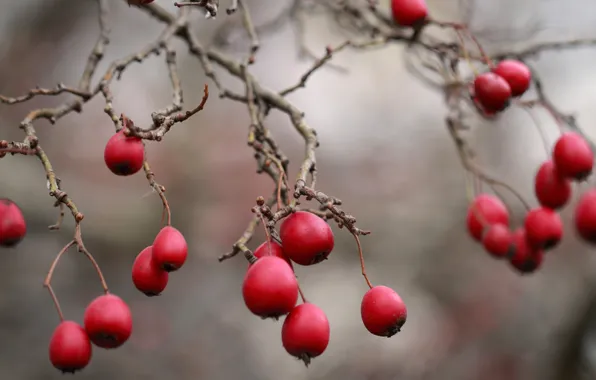 Картинка макро, ягоды, very berry