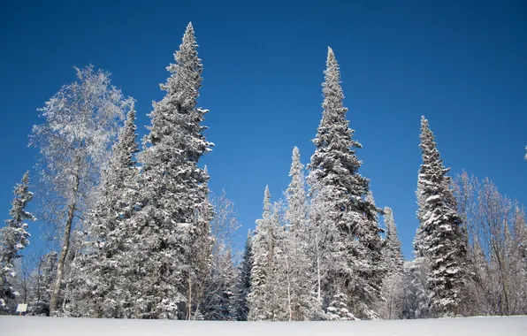 Картинка зима, снег, деревья, пейзаж, ели