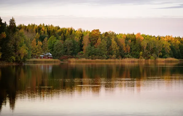 Картинка лес, домик, водоем