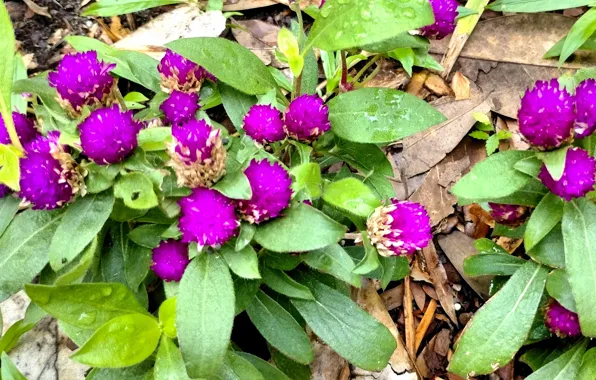 Fred Fletcher Park, Raleigh NC, Gomphrena