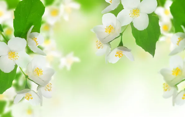 Картинка цветы, flowers, красота, leaves, Jasmine, freshness, white, свежесть