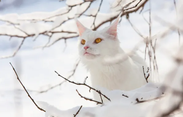 Зима, кошка, белый, кот, взгляд, свет, снег, ветки