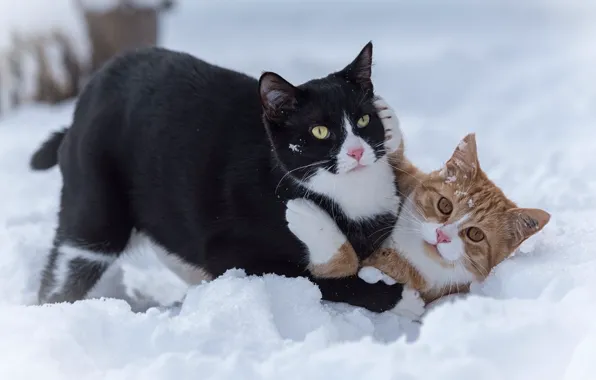 Зима, снег, кошки, поза, черный, коты, игра, рыжий
