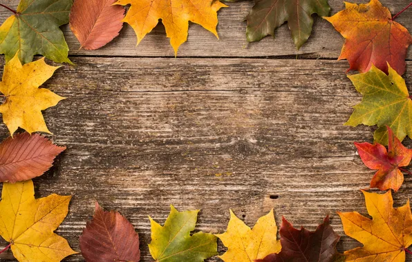 Картинка осень, листья, фон, доски, colorful, клен, wood, autumn