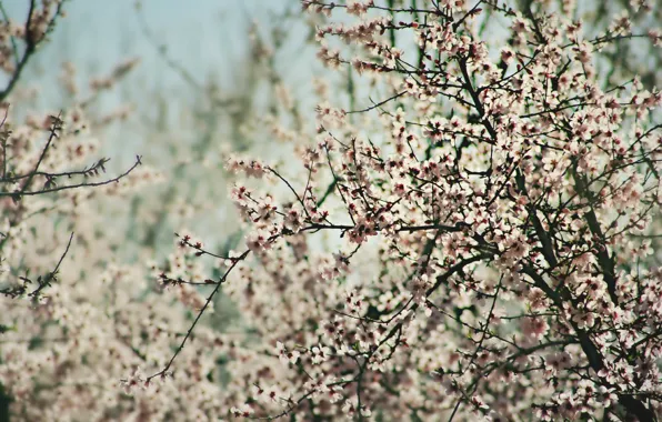 Картинка дерево, весна, цветет