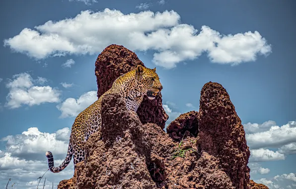 Картинка leopard, sky, african, cloudy, cliff, rocky, climbing