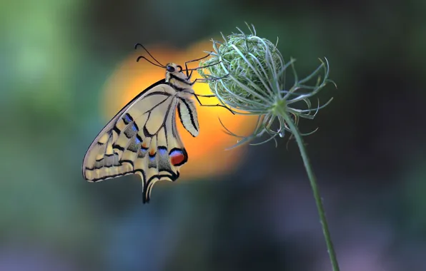 Бабочка, butterfly, махаон
