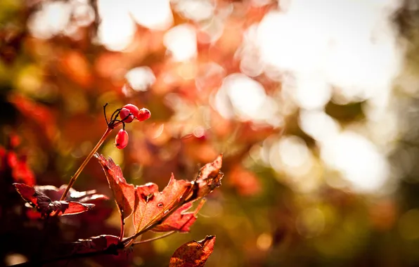 Картинка осень, макро, ветки, блики, ягоды, листва