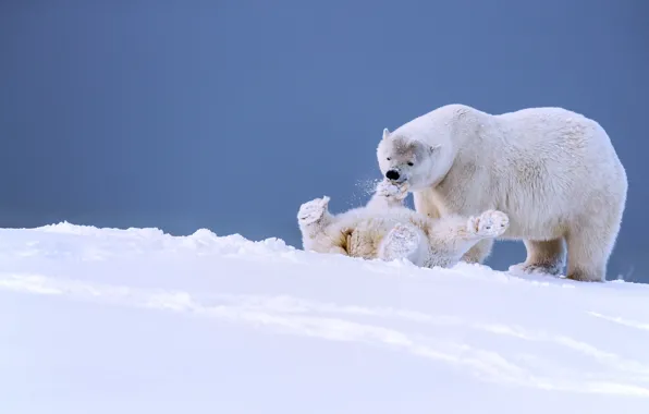 Картинка зима, снег, игра, медведи, Аляска, медвежонок, детёныш, белые медведи