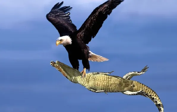 Картинка animal, wildlife, croc, bold eagle