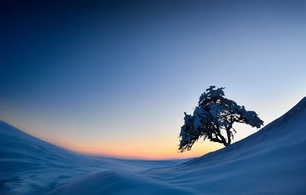 Картинка снег, дерево, склон
