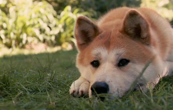 Картинка трава, пес, Хатико