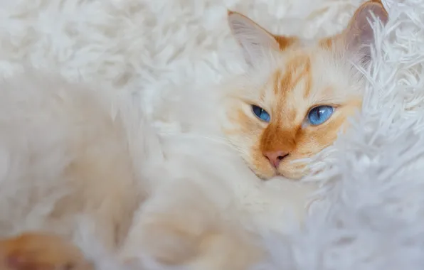 Кошка, белый, кот, взгляд, поза, уют, рыжий, лежит