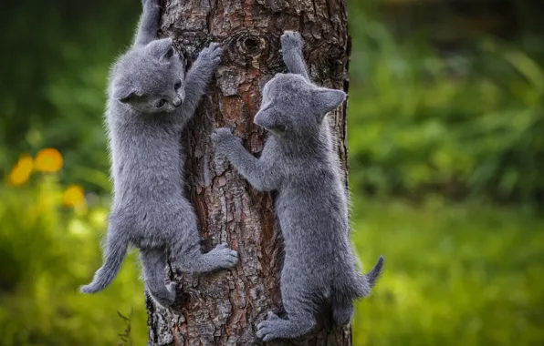Кошки, дерево, Котенок, лезет, серые котята