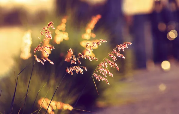 Картинка лето, трава, закат, боке