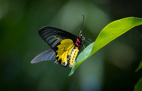 Картинка лист, бабочка, парусник, золотое птичье крыло