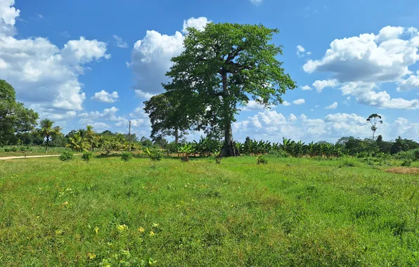 Nature in Suriname, Saramacca Suriname, Landscape of Suriname