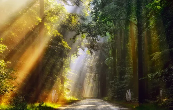 Дорога, лес, лето, лучи, свет, утро, Нидерланды, Июнь