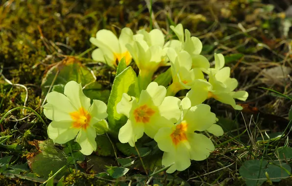 Spring, primroses, blooming