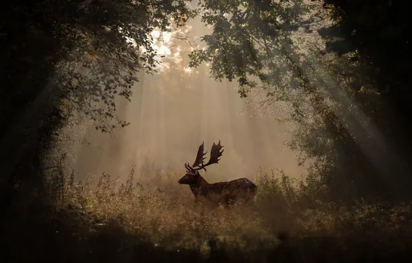 Картинка forest, horns, morning, sunlight, deer