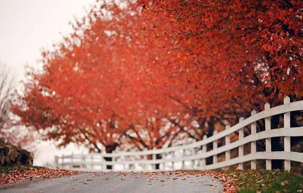 Картинка дорога, осень, забор