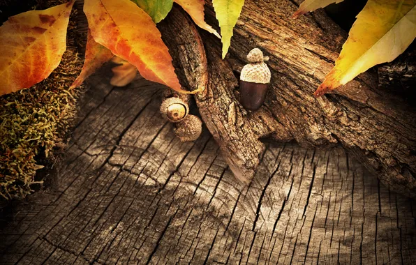 Картинка осень, листья, дерево, желуди