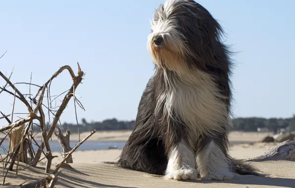 Пляж, друг, собака, пёс