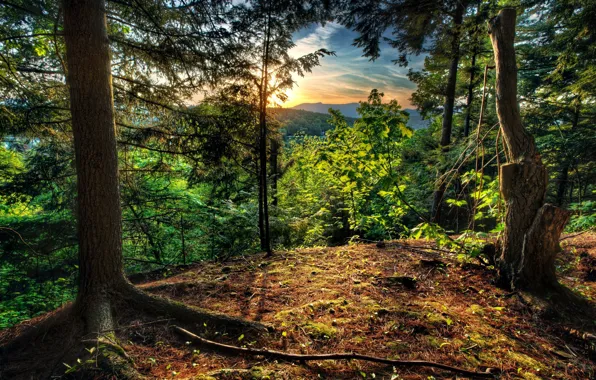 Лес, деревья, восход