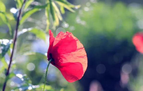 Red, flower, poppy