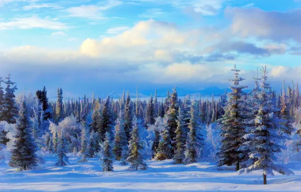 Зима, снег, деревья, пейзаж, Природа, USA, Alaska, живопись